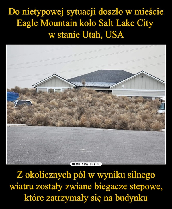 
    Do nietypowej sytuacji doszło w mieście Eagle Mountain koło Salt Lake City 
w stanie Utah, USA Z okolicznych pól w wyniku silnego wiatru zostały zwiane biegacze stepowe, które zatrzymały się na budynku