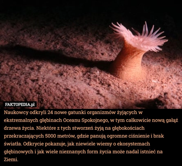 
    Naukowcy odkryli 24 nowe gatunki organizmów żyjących w ekstremalnych głębinach