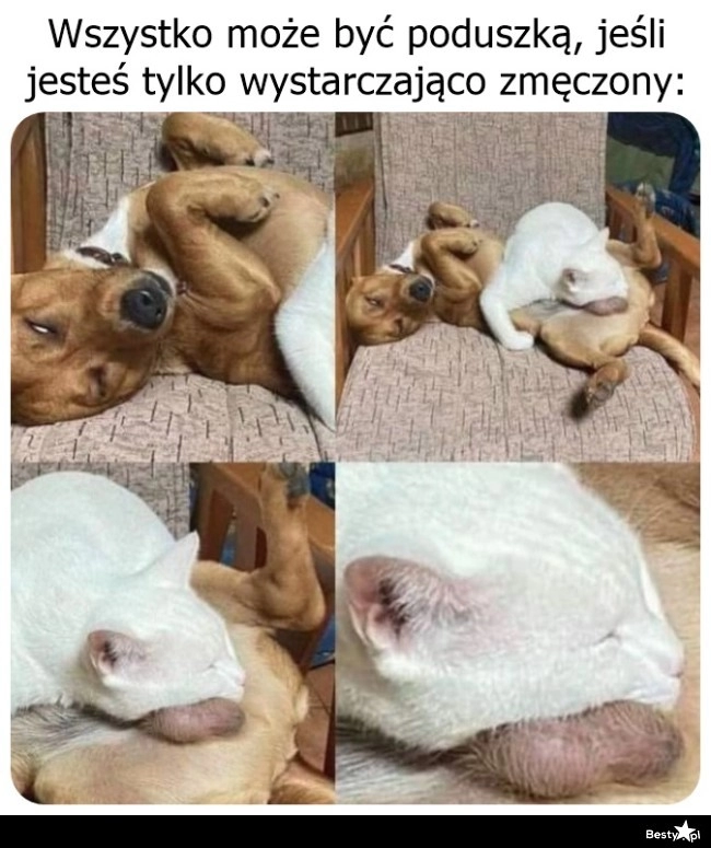 
    Znalazł sobie miejsce 