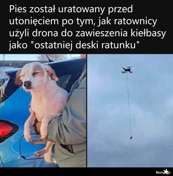 
    Na ratunek pieskowi 