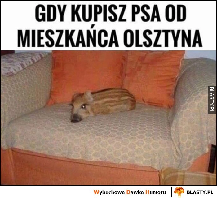 
    Gry kupisz psa od mieszkańca Olsztyna mały dzik