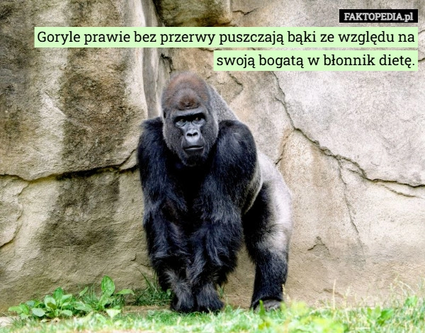 
    Goryle prawie bez przerwy puszczają bąki ze względu na swoją bogatą w błonnik