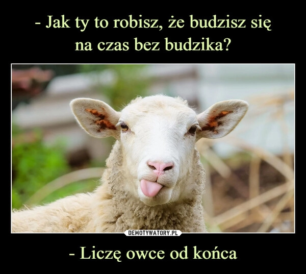 
    - Jak ty to robisz, że budzisz się
na czas bez budzika? - Liczę owce od końca