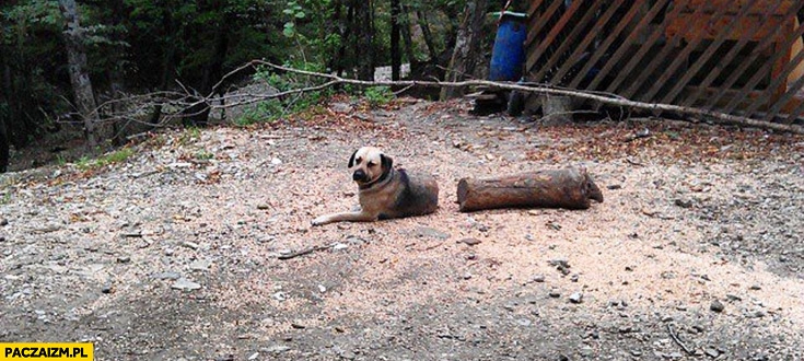 
    Pies przecięty w pół kłoda drewna dziwne zdjęcie