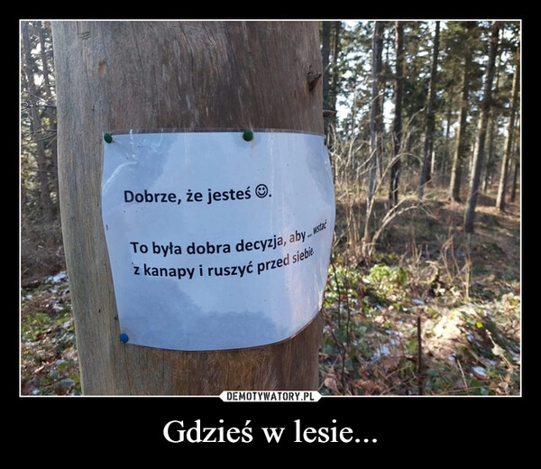 
    Gdzieś w lesie...