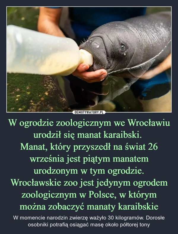 
    W ogrodzie zoologicznym we Wrocławiu urodził się manat karaibski. 
Manat, który przyszedł na świat 26 września jest piątym manatem urodzonym w tym ogrodzie. Wrocławskie zoo jest jedynym ogrodem zoologicznym w Polsce, w którym można zobaczyć manaty karaibskie