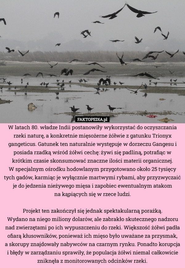 
    W latach 80. władze Indii postanowiły wykorzystać do oczyszczania rzeki