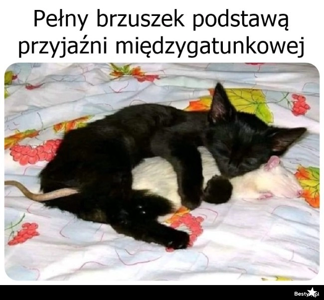 
    Pełny brzuszek 