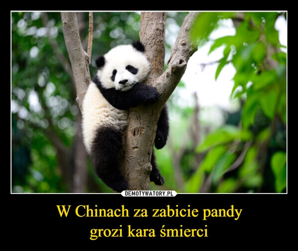 
    W Chinach za zabicie pandy
grozi kara śmierci