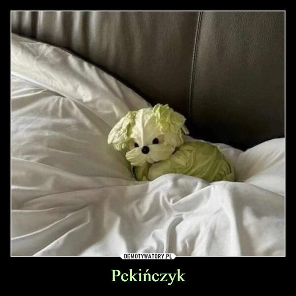 
    Pekińczyk