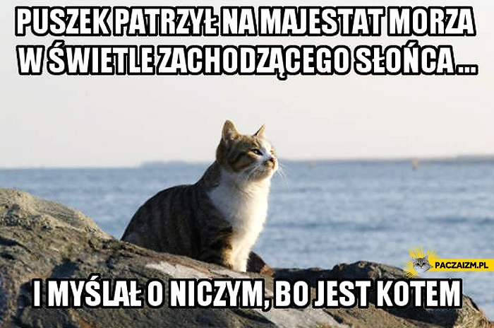 
    O czym myślą koty?