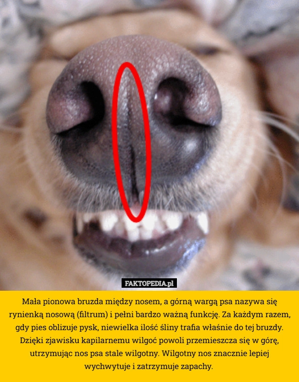
    Mała pionowa bruzda między nosem, a górną wargą psa nazywa się rynienką