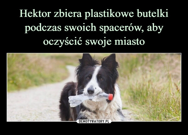 
    Hektor zbiera plastikowe butelki podczas swoich spacerów, aby oczyścić swoje miasto