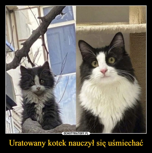 
    Uratowany kotek nauczył się uśmiechać