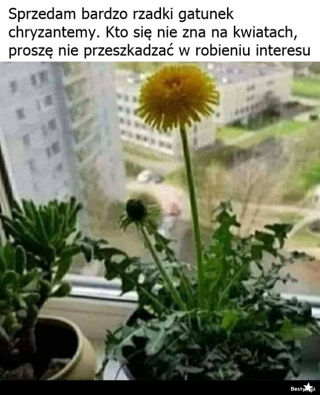 
    Rzadki gatunek chryzantemy 