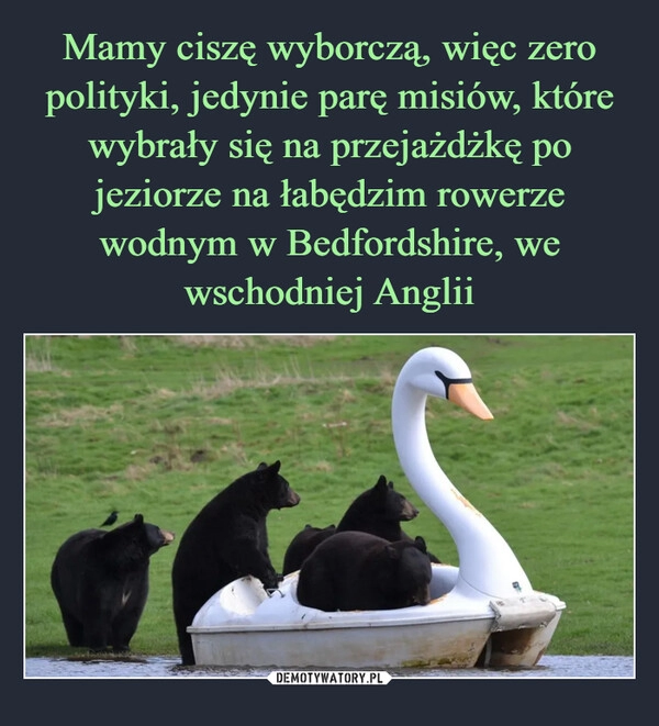 
    Mamy ciszę wyborczą, więc zero polityki, jedynie parę misiów, które wybrały się na przejażdżkę po jeziorze na łabędzim rowerze wodnym w Bedfordshire, we wschodniej Anglii