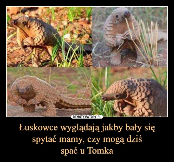 
    Łuskowce wyglądają jakby bały się spytać mamy, czy mogą dziś
spać u Tomka
