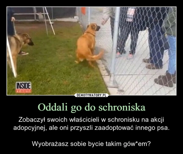 
    Oddali go do schroniska