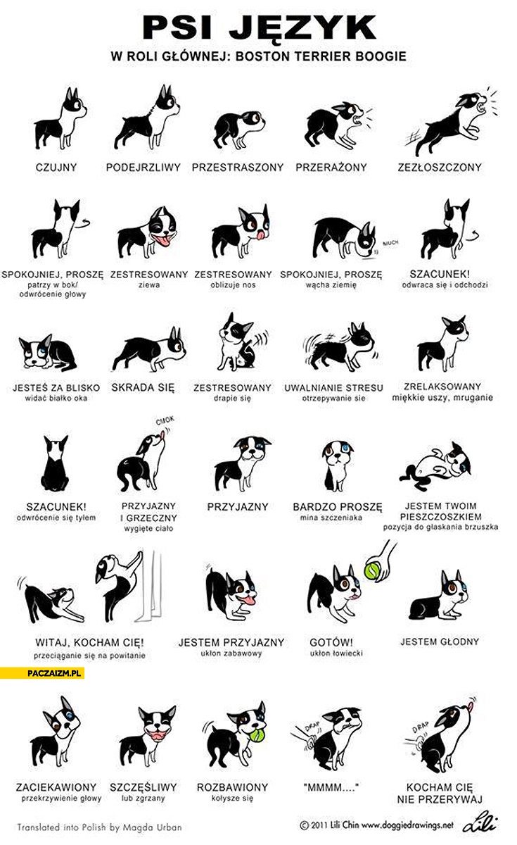 
    Psi język w roli głównej Boston Terrier Boogie