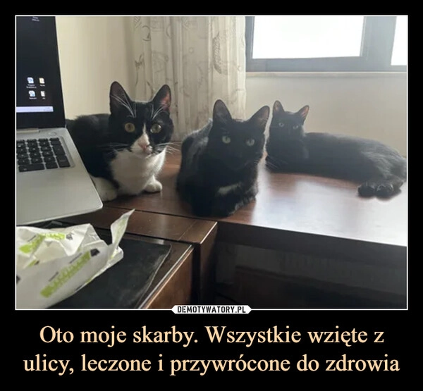 
    Oto moje skarby. Wszystkie wzięte z ulicy, leczone i przywrócone do zdrowia