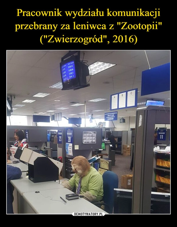 
    Pracownik wydziału komunikacji przebrany za leniwca z "Zootopii" ("Zwierzogród", 2016)