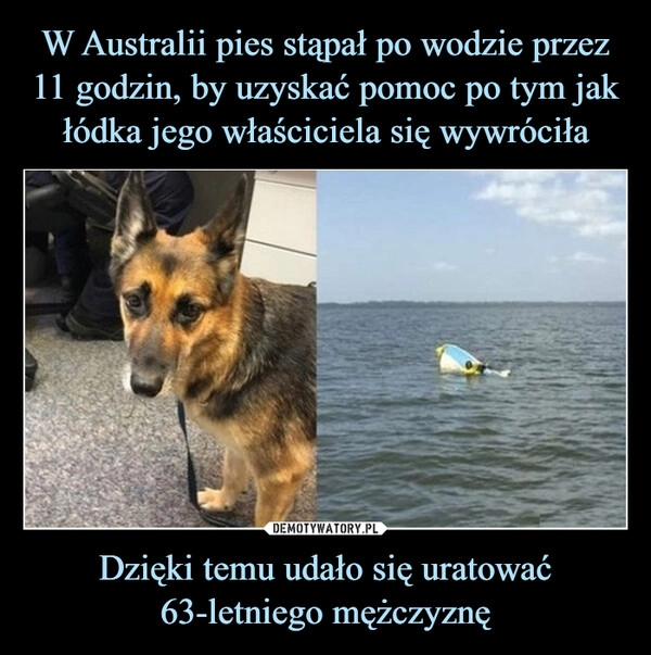 
    W Australii pies stąpał po wodzie przez 11 godzin, by uzyskać pomoc po tym jak łódka jego właściciela się wywróciła Dzięki temu udało się uratować 63-letniego mężczyznę