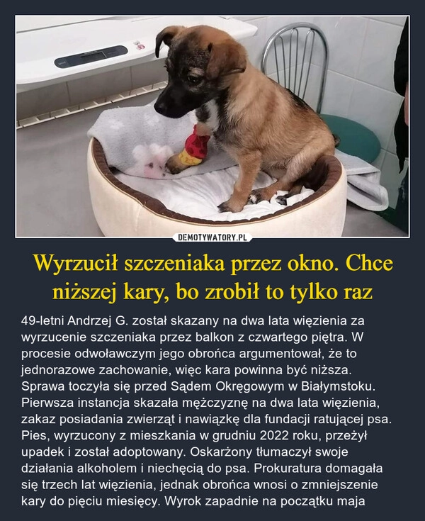 
    Wyrzucił szczeniaka przez okno. Chce niższej kary, bo zrobił to tylko raz