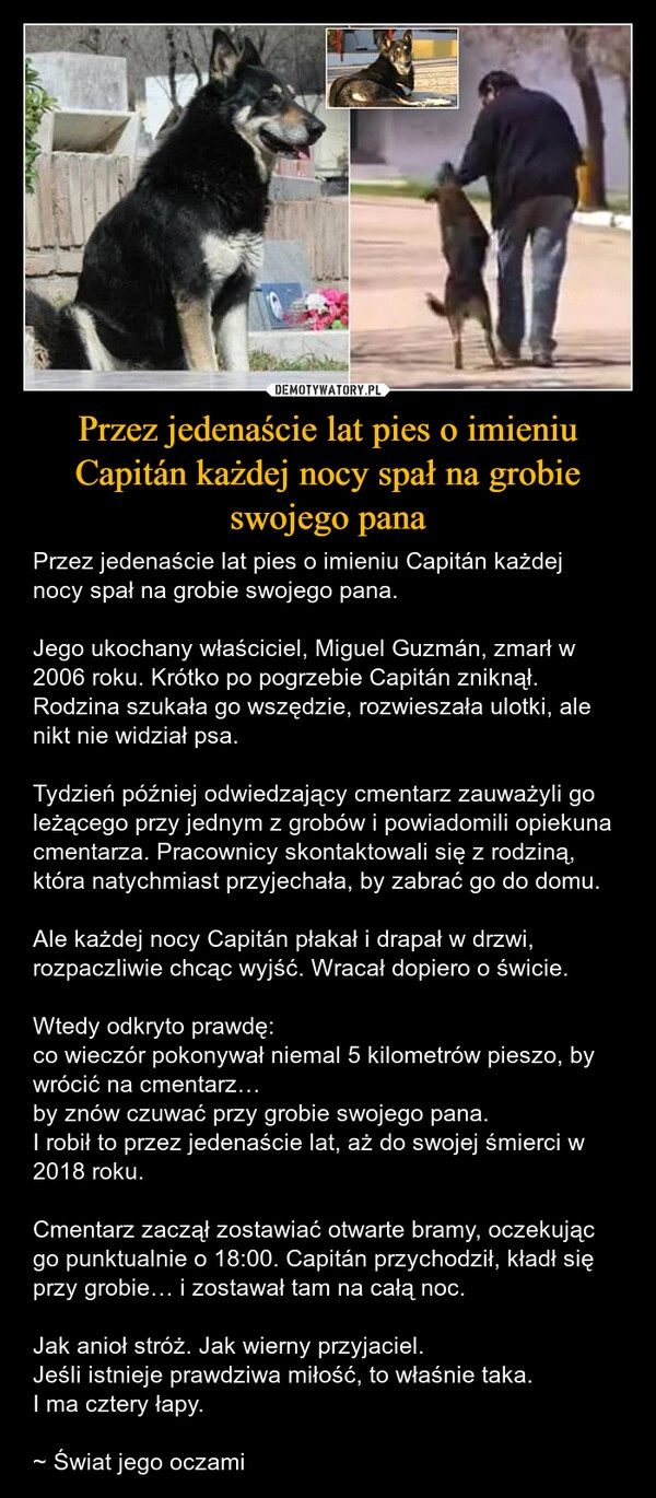
    Przez jedenaście lat pies o imieniu Capitán każdej nocy spał na grobie swojego pana