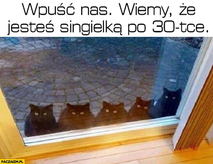 
    Koty wpuść nas wiemy, że jesteś singielką po trzydziestce 30tce