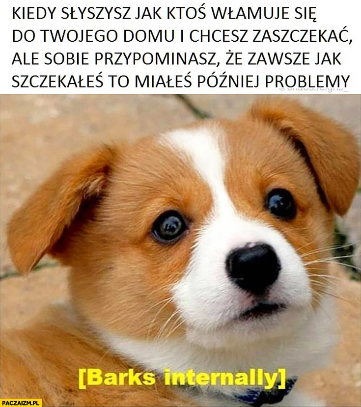 
    Pies kiedy słyszysz jak ktoś włamuje się do Twojego domu i chcesz zaszczekać ale sobie przypominasz, że zawsze jak szczekałeś to miałeś później problemy