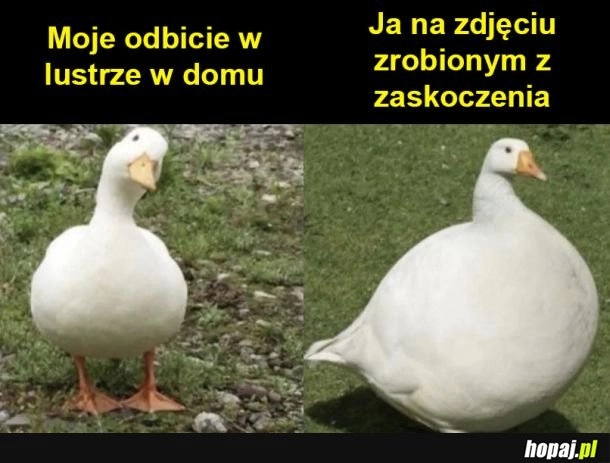 
    Tak jest