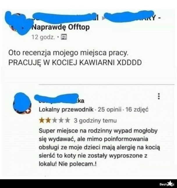 
    Recenzja kociej kawiarni 