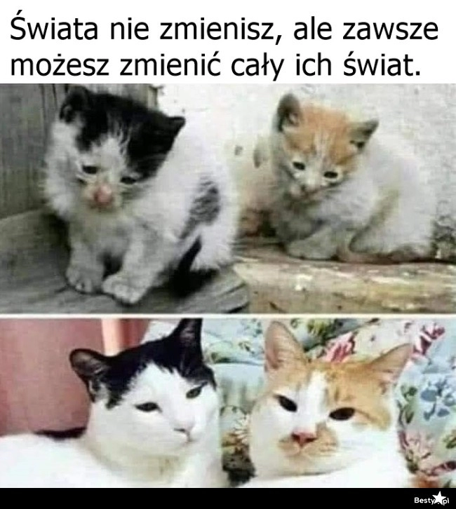 
    Zwierzaki w potrzebie 