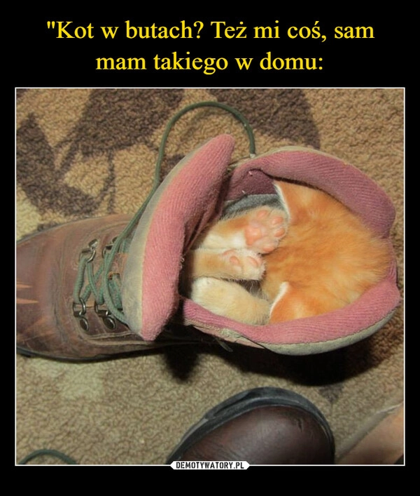 
    "Kot w butach? Też mi coś, sam mam takiego w domu: