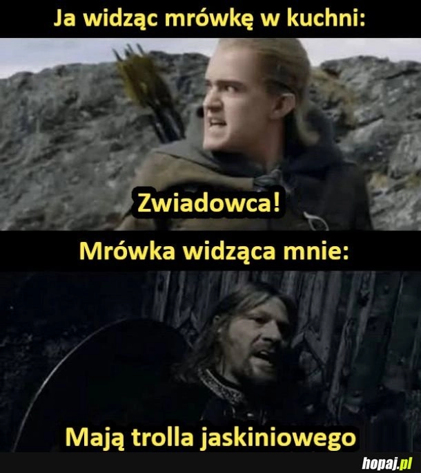 
    Mrówka w kuchni