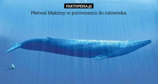 
    
			Płetwal błękitny w porównaniu do człowieka.					