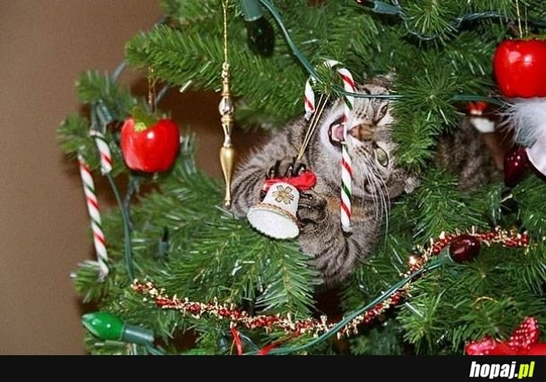 
    Koty pomagające dekorować dom na święta.