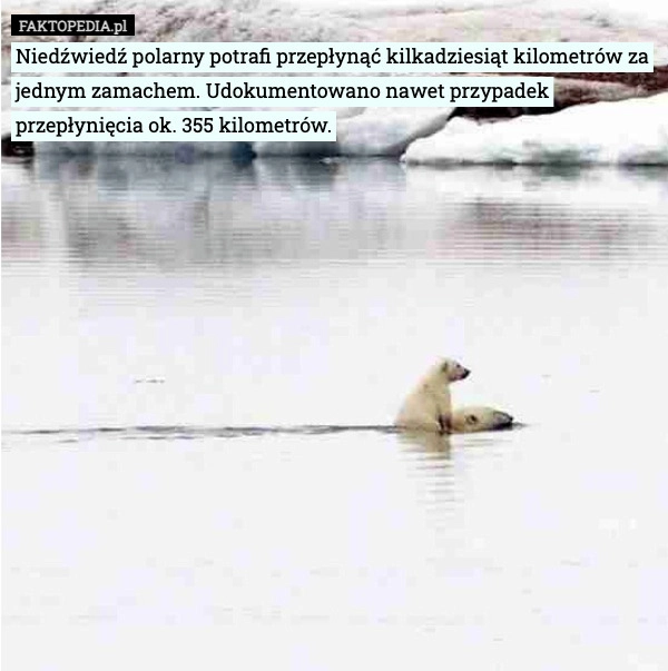 
    Niedźwiedź polarny potrafi przepłynąć kilkadziesiąt kilometrów za jednym