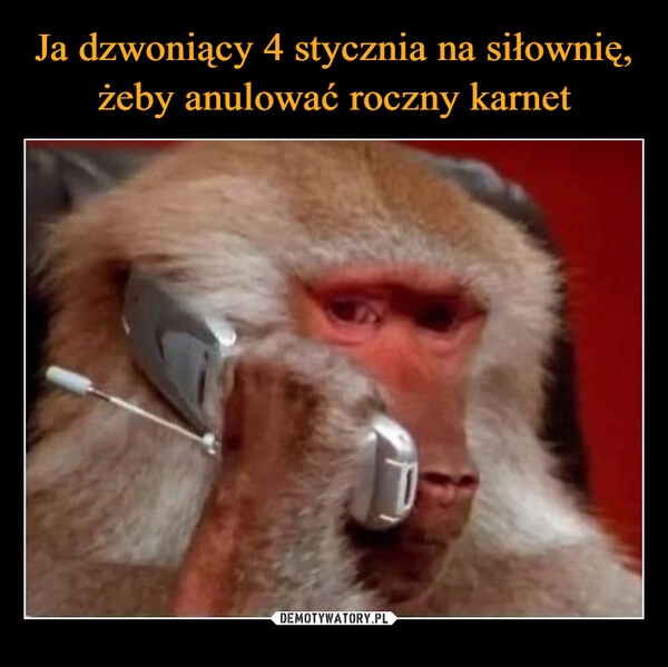 
    Ja dzwoniący 4 stycznia na siłownię, żeby anulować roczny karnet