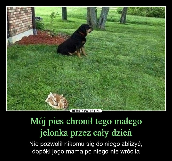 
    Mój pies chronił tego małego
jelonka przez cały dzień