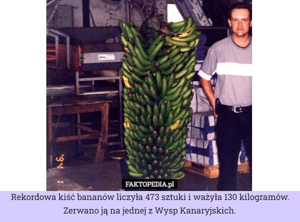 
    Rekordowa kiść bananów liczyła 473 sztuki i ważyła 130 kilogramów. Zerwano