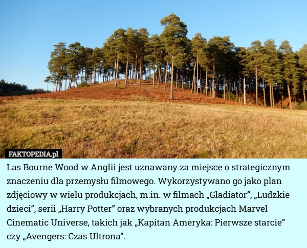 
    Las Bourne Wood w Anglii jest uznawany za miejsce o strategicznym znaczeniu...