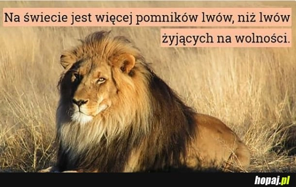 
    Homosapiens ... padlinożercy i ich pomysły