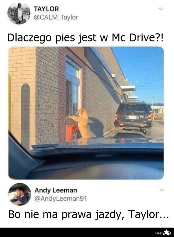 
    Pies w Mc Drive 