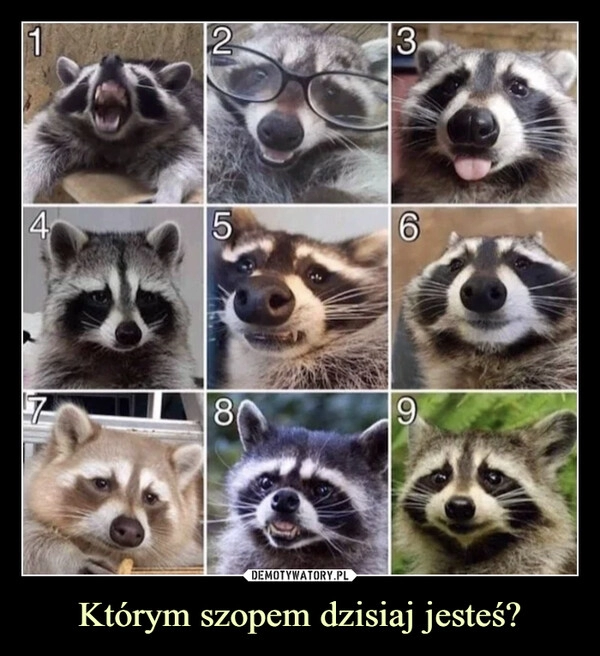 
    Którym szopem dzisiaj jesteś?