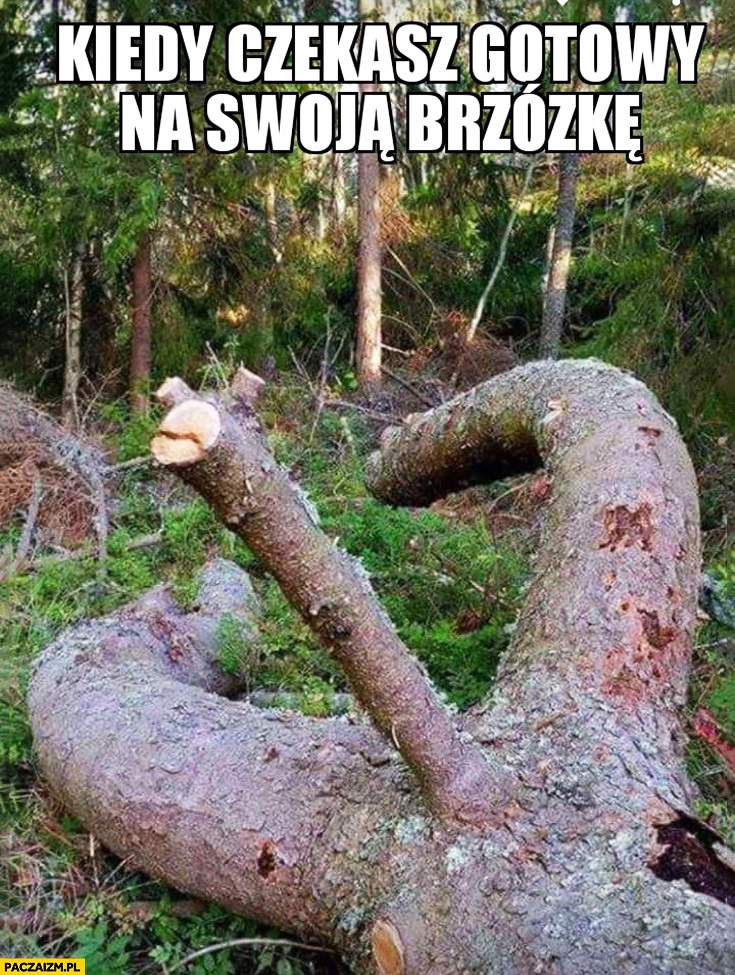 
    Kiedy czekasz gotowy na swoja brzózkę drzewo konar gałąź dwuznacznie wygląda