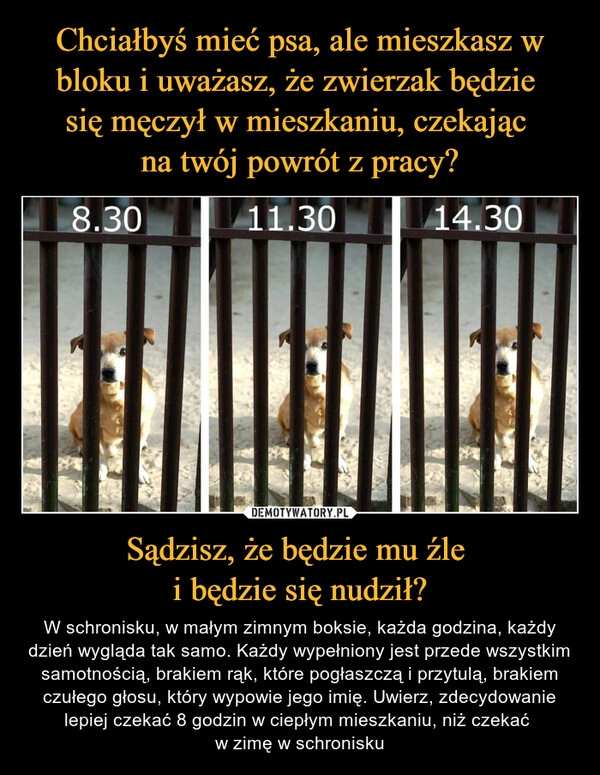 
    
Chciałbyś mieć psa, ale mieszkasz w bloku i uważasz, że zwierzak będzie
się męczył w mieszkaniu, czekając
na twój powrót z pracy? Sądzisz, że będzie mu źle
i będzie się nudził? 