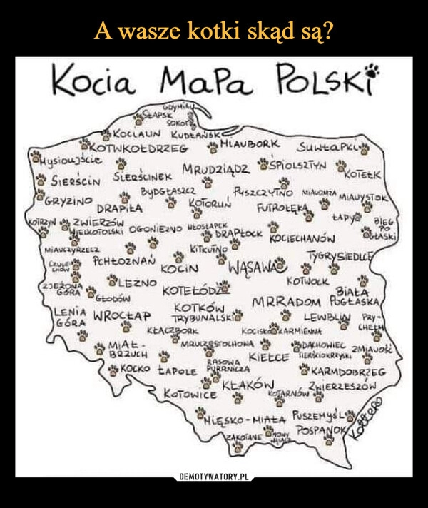 
    A wasze kotki skąd są?