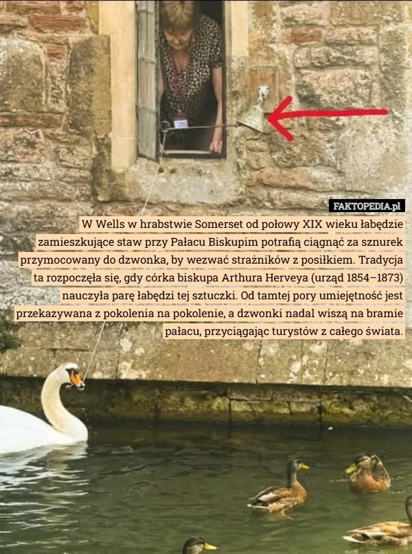 
    W Wells w hrabstwie Somerset od połowy XIX wieku łabędzie zamieszkujące