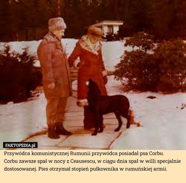 
    Przywódca komunistycznej Rumunii przywódca posiadał psa Corbu.
 Corbu zawsze